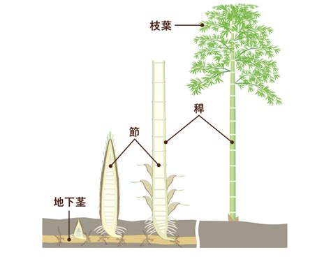 竹種類|1 身近で不思議なタケの生態に迫る！